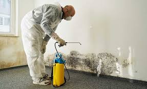 Why You Should Choose Our Mold Remediation Services in Ankeny, IA