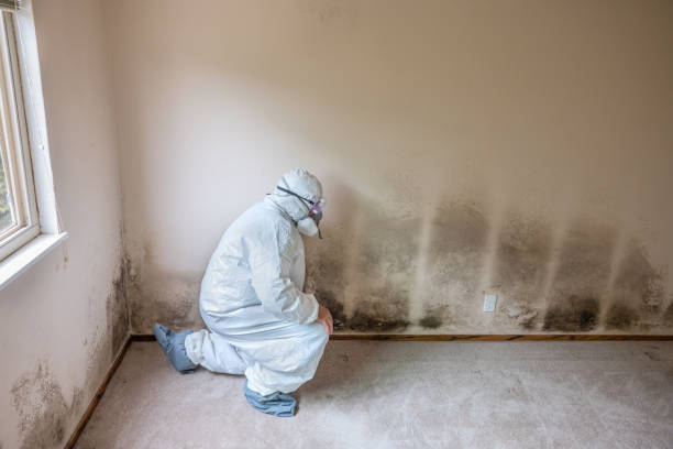 Mold Odor Removal Services in Ankeny, IA